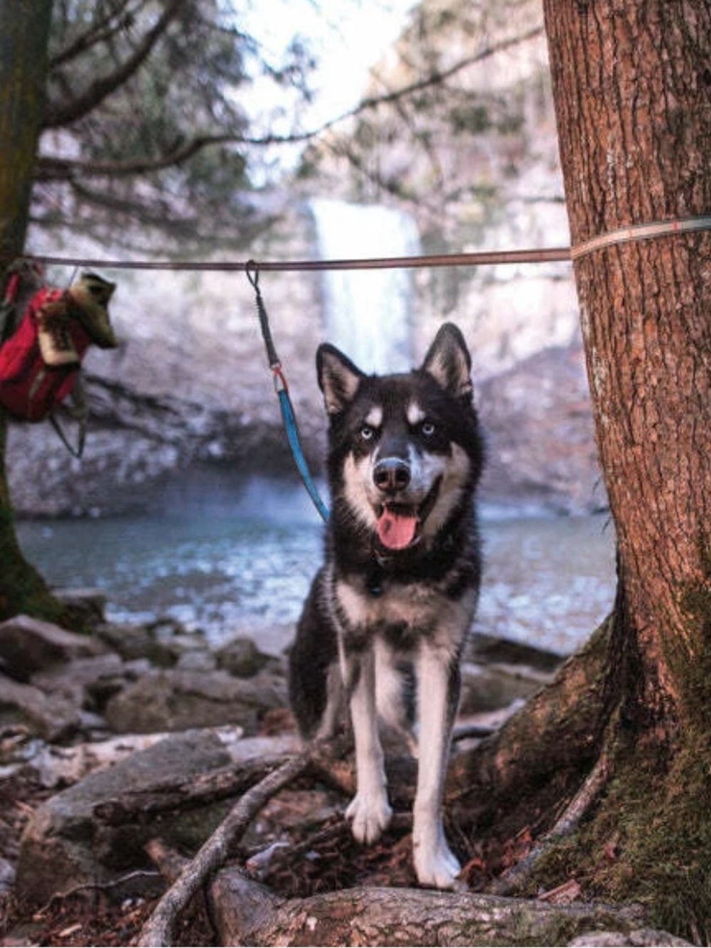 Ridgeline Tie-Out Travel Tether for Dogs by Kurgo